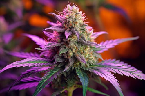 A Beginner's Guide to THC Delta 8 Flower: Everything You Need to Know