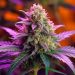 A Beginner's Guide to THC Delta 8 Flower: Everything You Need to Know